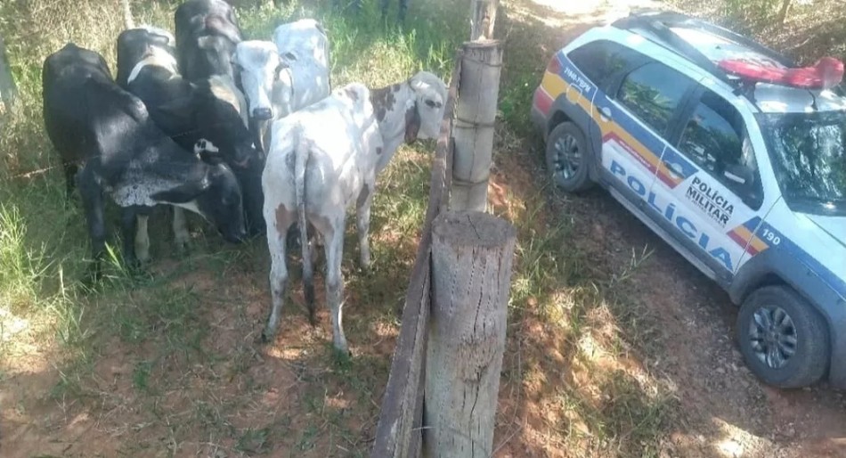 Gado furtado na zona rural de Serra da Saudade é recuperado e suspeitos são detidos