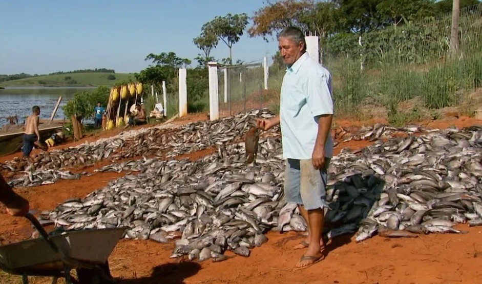 Prejuízo de piscicultores que perderam peixes em mortandade no Lago de Furnas passa de R$ 1 milhão