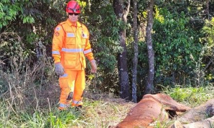 Bombeiros salvam animal em perigo em Divinópolis