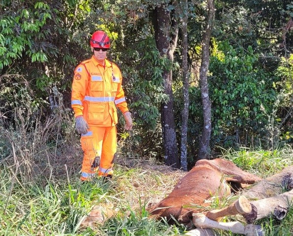 Bombeiros salvam animal em perigo em Divinópolis