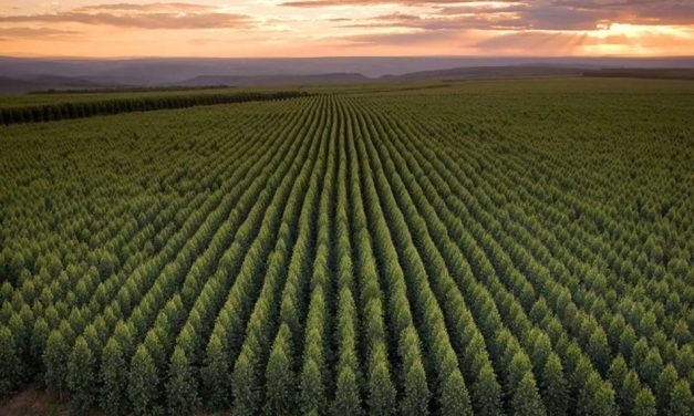 Sem políticas, Brasil vê empresas puxando a fila de reduções de emissões de CO2