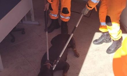 Bombeiros Militar capturam cães perigosos e agressivos em Divinópolis