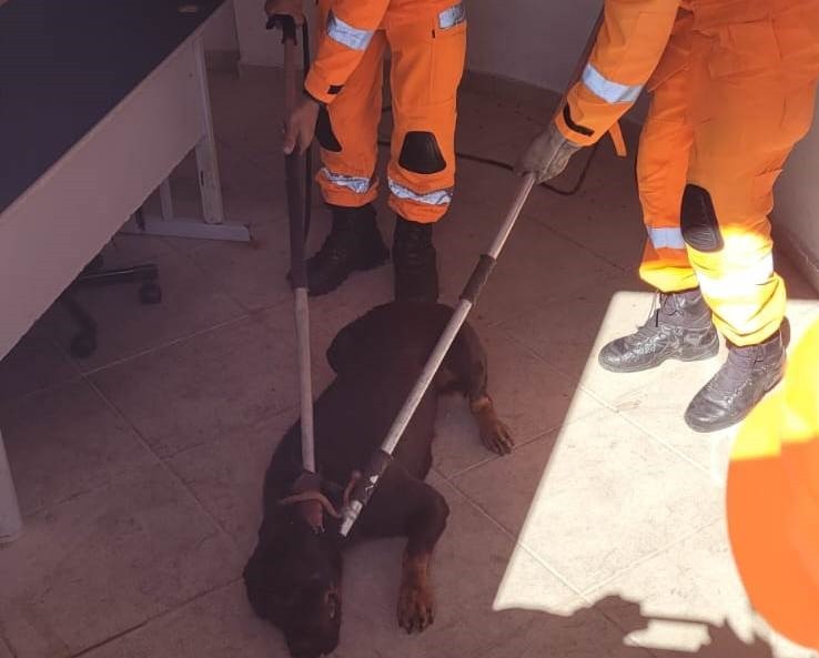 Bombeiros Militar capturam cães perigosos e agressivos em Divinópolis