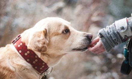 STJ adia julgamento em que vai decidir se ex deve pagar pensão alimentícia por cachorros