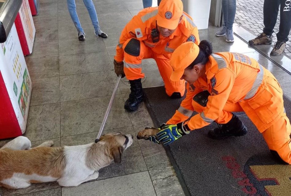 Corpo de Bombeiros salva cadela e filhote dentro de supermercado em Divinópolis