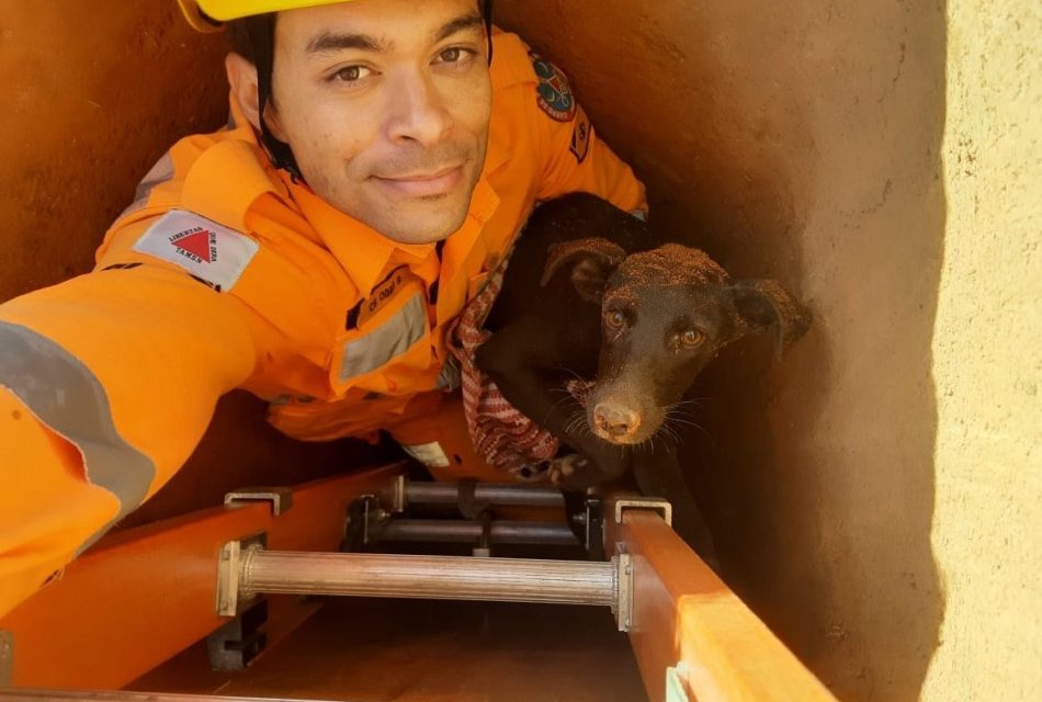 Bombeiros salvam cão em situação de risco em Divinópolis