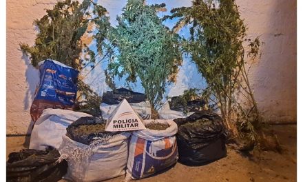 PM apreende cerca de mil pés de maconha escondidos entre plantação de samambaia em MG
