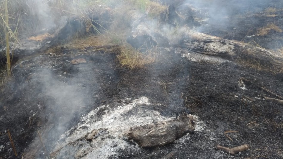 A história se repete: mais uma vez, vândalos ateiam fogo no Parque do Jequitibá