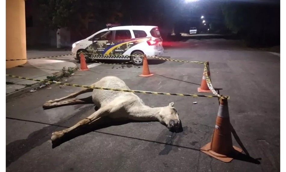 Cavalo morre após participar de cavalgada em Varginha; suspeita é de maus-tratos