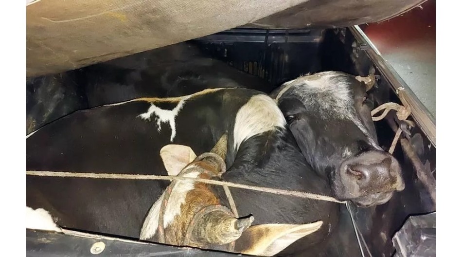 Suspeitos de furto de gado trocam tiros com a polícia no Sul de Minas