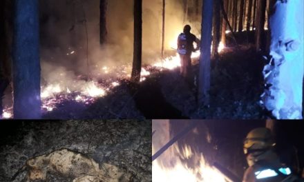 Bombeiros combatem incêndio em área de reflorestamento na BR-354, em Iguatama