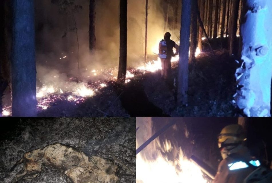 Bombeiros combatem incêndio em área de reflorestamento na BR-354, em Iguatama