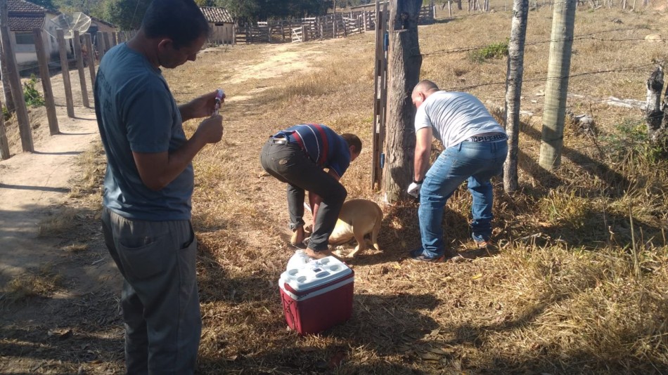 Raiva animal: Vigilância Ambiental realiza ação na comunidade de Rodrigues