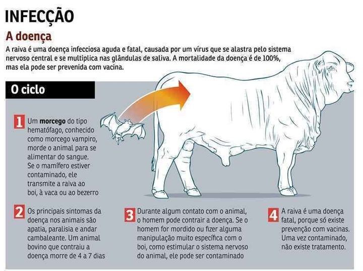 Formiga registra um caso positivo de raiva animal na zona rural de Rodrigues