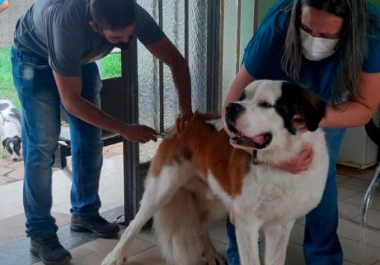 Vacinação de cães e gatos na área urbana será dia 06 e 27 de agosto