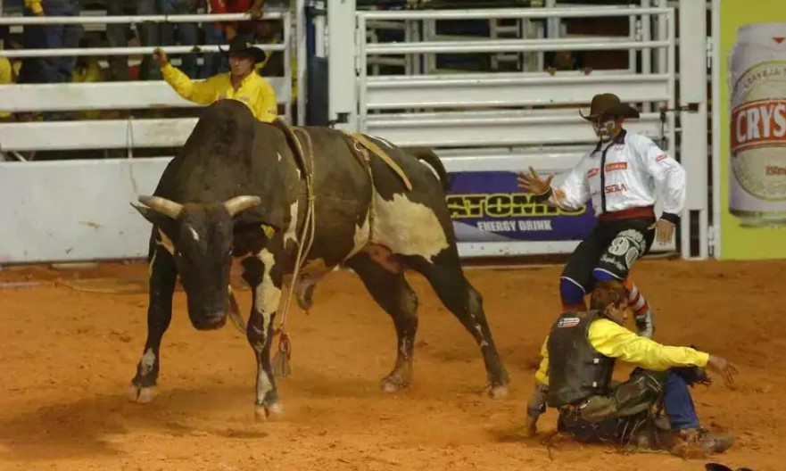 Juiz proíbe rodeios com animais em Minas: ‘Sofrimentos atrozes até a morte’