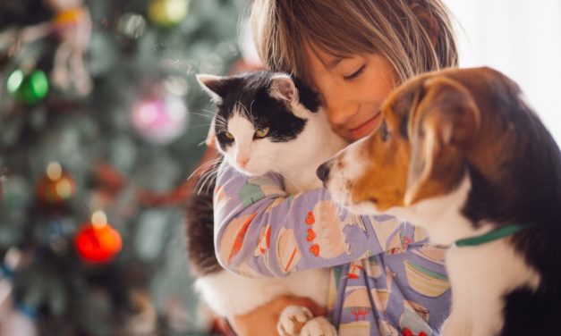 Feira de adoção de cães e gatos será realizada neste domingo em Formiga