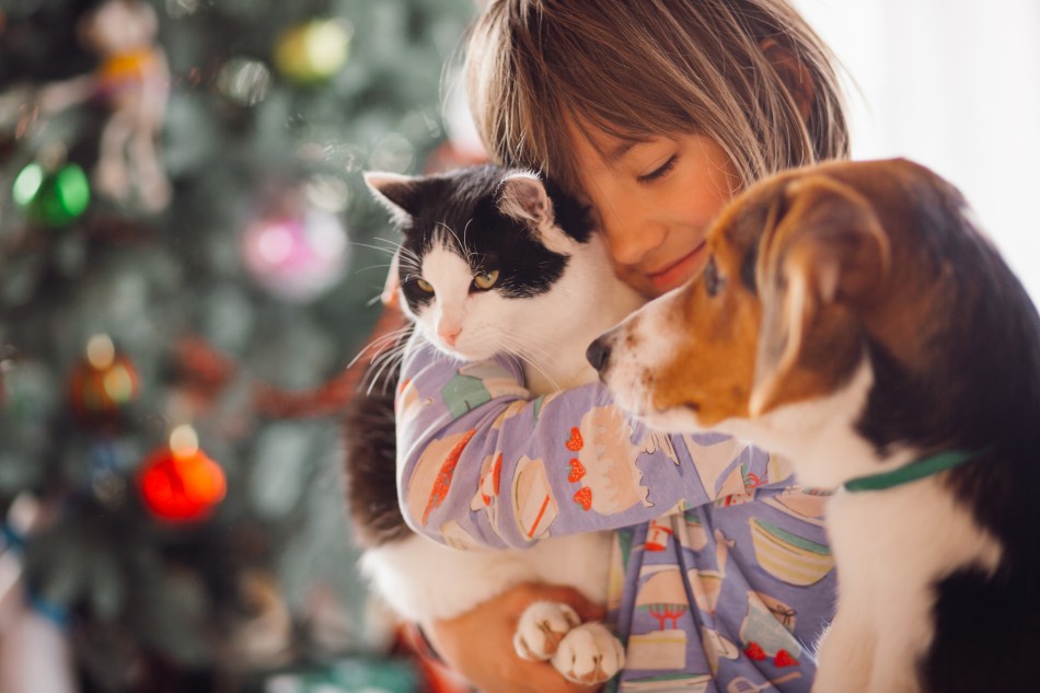 Feira de adoção de cães e gatos ocorre neste sábado em Formiga