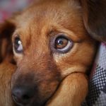 Justiça determina pensão alimentícia para cachorro após divórcio