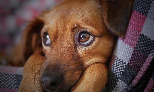 Justiça determina pensão alimentícia para cachorro após divórcio