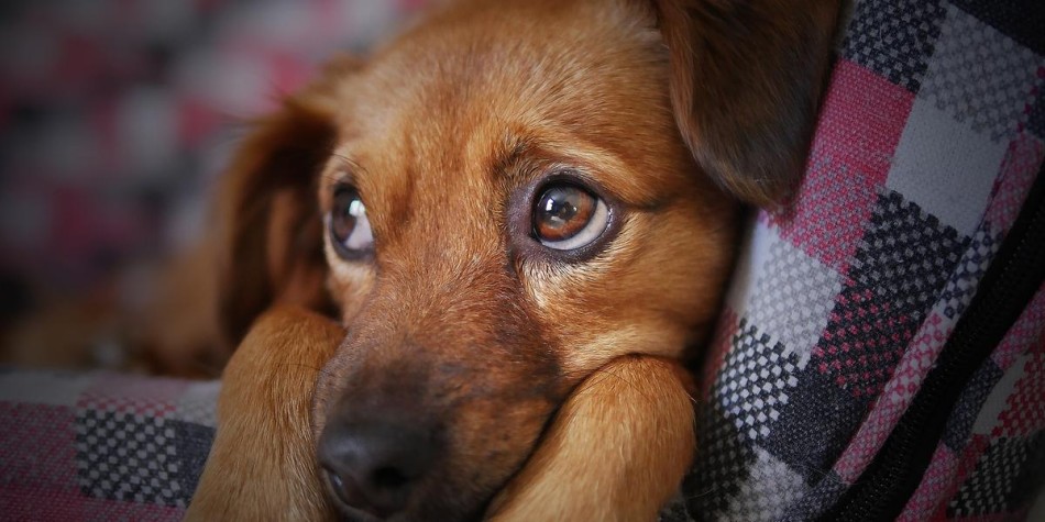 Justiça determina pensão alimentícia para cachorro após divórcio