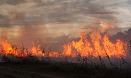 Em 24 horas, Bombeiros atendem 190 chamadas de incêndios em vegetação no Estado