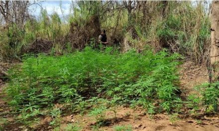 Homens são presos após polícia encontrar 200 pés de maconha às margens da MG-050, em Passos