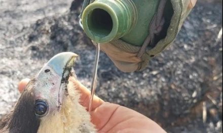 Animais sofrem com incêndios em Minas Gerais; ‘torrados pelo fogo’, diz ambientalista