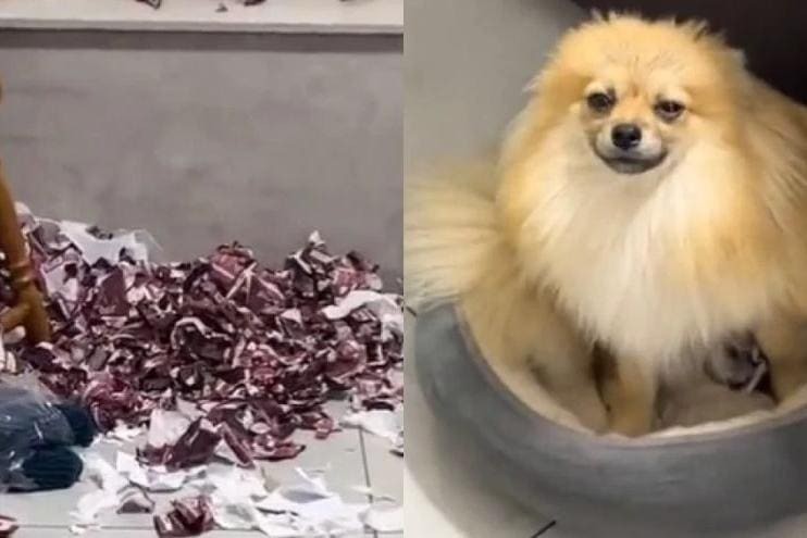 Cachorro destrói 250 pacotes de figurinhas do Álbum da Copa