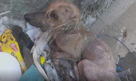 Cachorrinho é queimado vivo e abandonado dentro de saco em Belo Horizonte