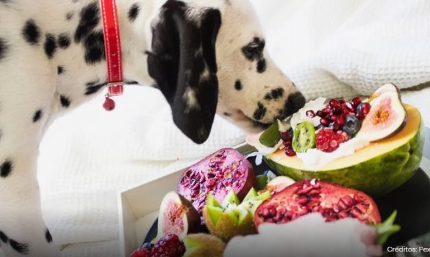 Tutores de cães mudam rotina e evitam petiscos industrializados após contaminação