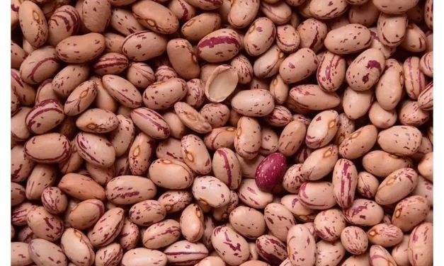 Governo manda recolher quatro lotes de feijão considerados impróprios para o consumo