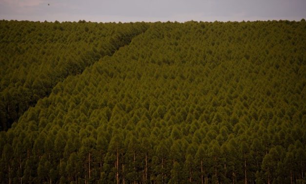 Florestas plantadas no Brasil ocuparam 9,5 milhões de hectares em 2021