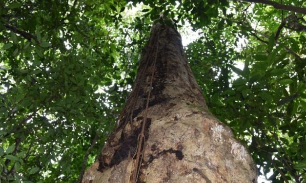 Pesquisadores descobrem espécie de árvore gigante na Mata Atlântica