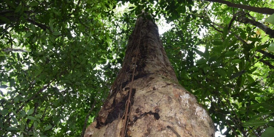 Pesquisadores descobrem espécie de árvore gigante na Mata Atlântica