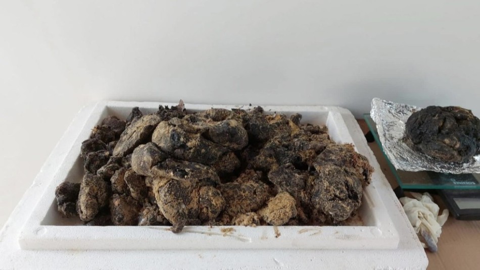 Sobe para sete toneladas quantidade de ‘bolotas’ de óleo recolhidas em praias do litoral de Pernambuco