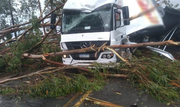 Eucalipto cai sobre caminhão na BR-265 após chuva em Ijaci