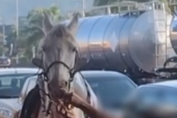 Homem é flagrado dando cerveja a cavalo no interior de MG; caso será investigado