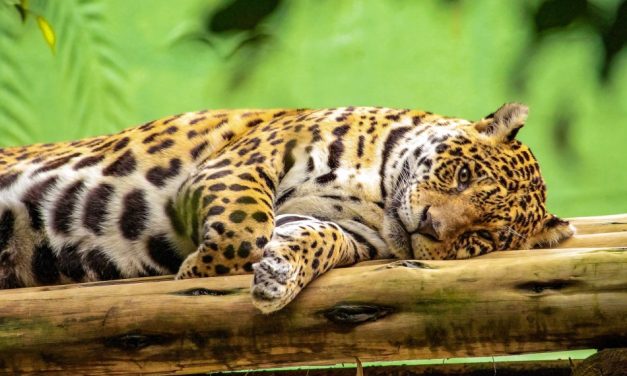 América Latina lidera redução da fauna nos últimos 50 anos; Brasil perdeu onças-pintadas, corais, botos amazônicos e tatus-bola