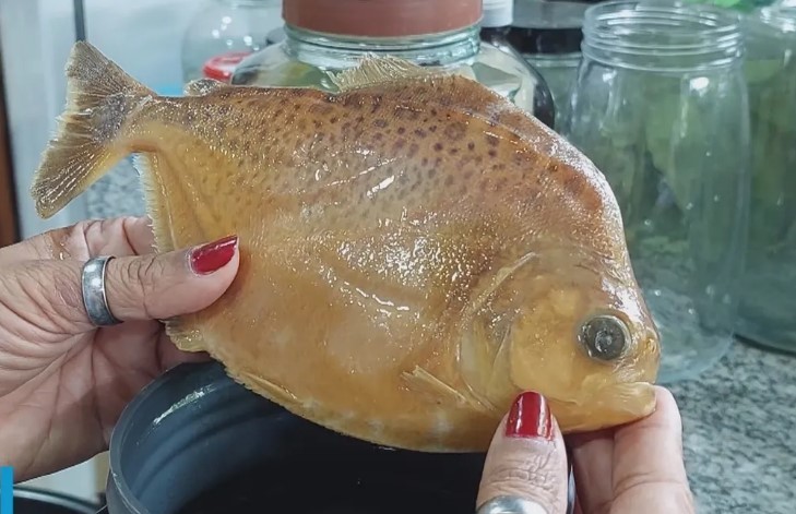 Piranha com ‘pintas de onça’ é batizada de ‘Juma’