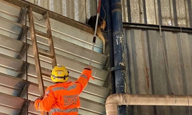 Tamanduá é resgatado de estrutura metálica com 7 metros de altura em Pará de Minas