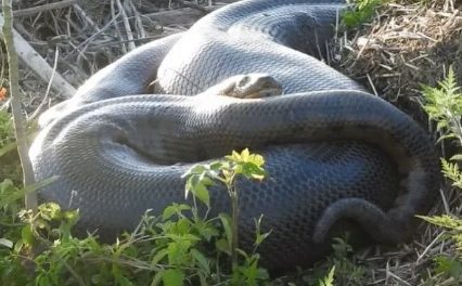 Ambientalista faz novo flagra de sucuri com mais de 5 metros em Lagoa da Prata