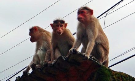 Bebê de 4 meses morre após ser sequestrado por macacos e jogado de terraço