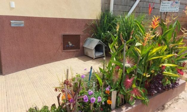 Protetora de animais é agredida pela vizinha por alimentar gatos em situação de rua