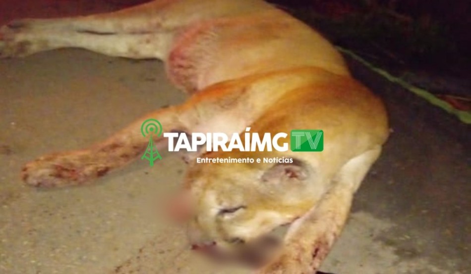 Onça morre vítima de atropelamento na BR-262 em Córrego Danta