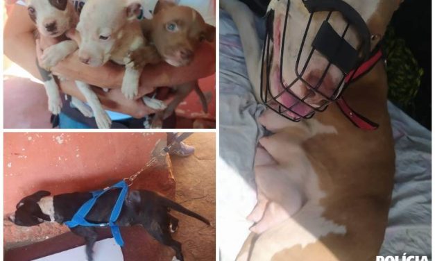 PCMG resgata cães e prende suspeito de maus-tratos em MG