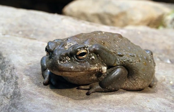 Parques dos EUA pedem para pessoas pararem de lamber sapo alucinógeno