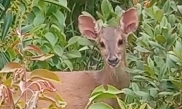 Veado-mateiro é flagrado em área de mata em Pedra do Indaiá