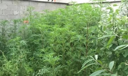 PM encontra lote vago com 100 pés de maconha em MG