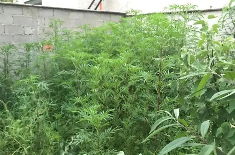 PM encontra lote vago com 100 pés de maconha em MG